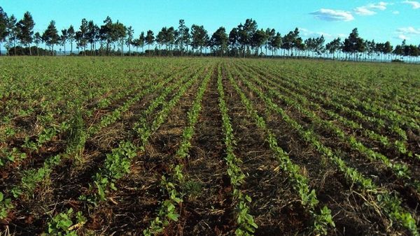 Siembra empieza a avanzar en el Sureste