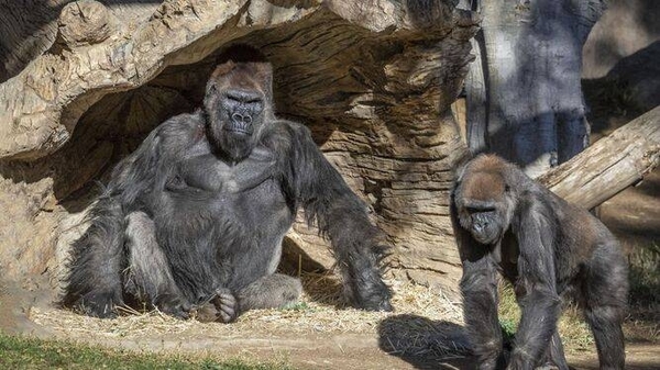 Diario HOY | Gorilas de un zoo de EEUU en tratamiento por covid
