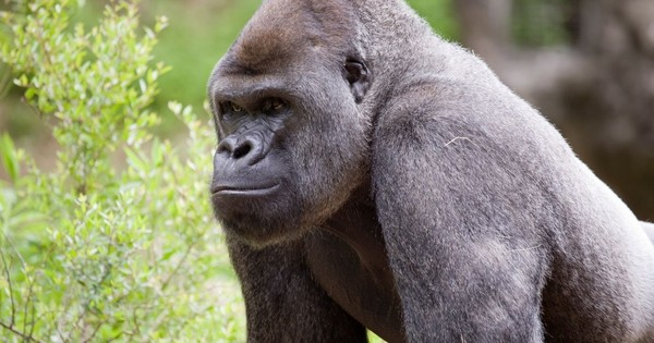 La Nación / Gorilas de un zoo de EEUU en tratamiento por COVID