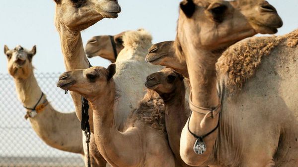 Los camellos clonados para ganar carreras y concursos de belleza