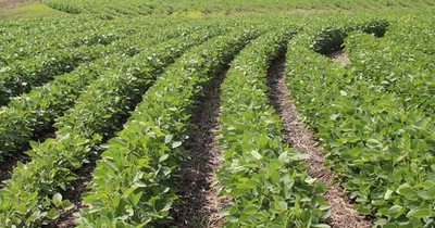 La Nación / Lluvias traen esperanza y productores inician siembra de soja
