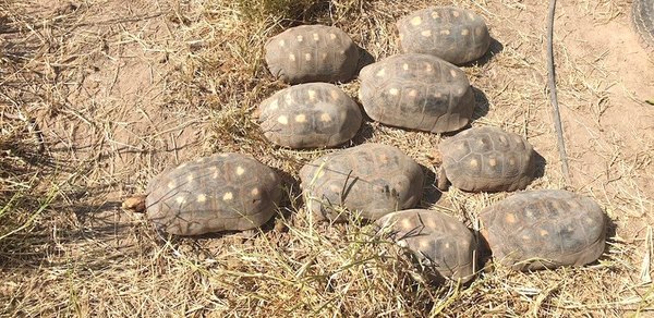 Crónica / Tortus paraguayas rumbo a colonizar Chaco argentino