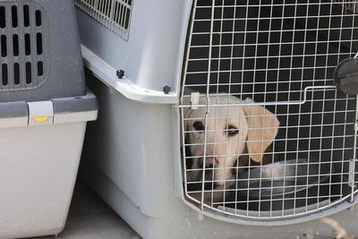 La leptospirosis puede ser mortal para el canino - Mascotas - ABC Color