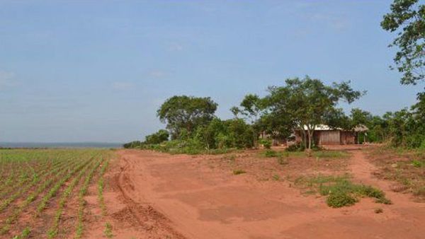 Denuncian asesinato de campesino por supuesto encargo en Táva Jopói