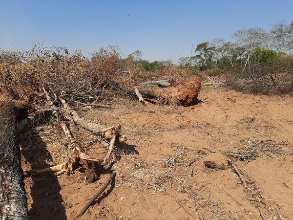 Denuncian presunta tala de árboles sin licencia en el campo