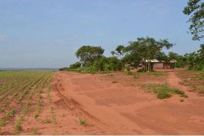 Denuncian homicidio de un campesino por supuesto encargo en Táva Jopói