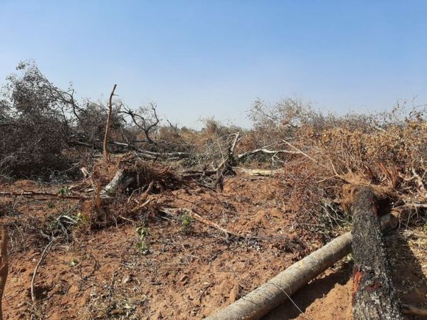 Concepción: Denuncian presunta tala de árboles sin licencia en el campo