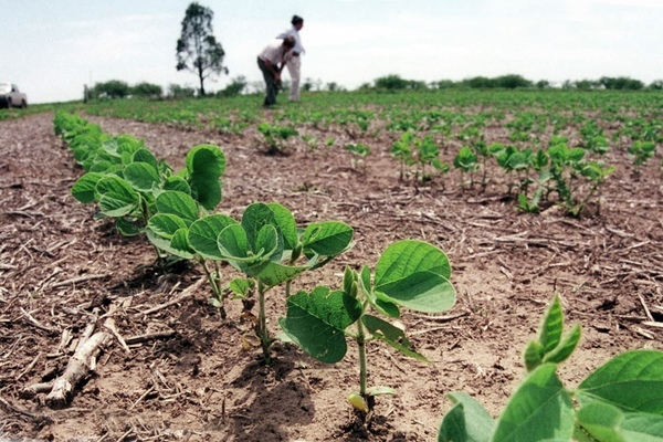 Lluvias de la semana pasada entusiasman a productores que inician siembra de soja - La Clave