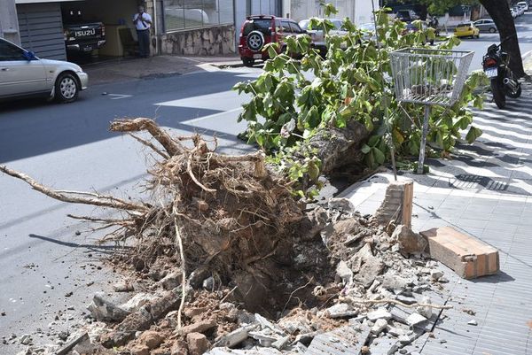 Árbol cae con el viento en microcentro de Asunción - Nacionales - ABC Color