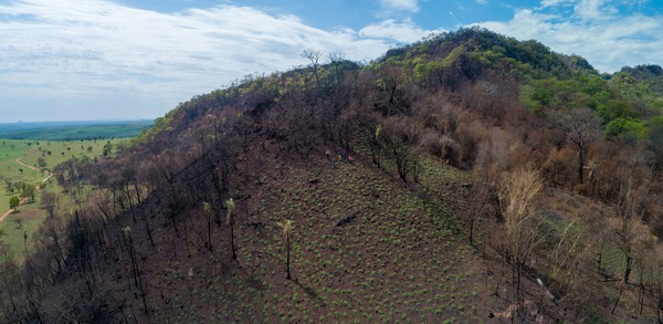 Invasión ecológica pone en riesgo las Tierras Sagradas de Jasuka Venda, advierten | Ñanduti