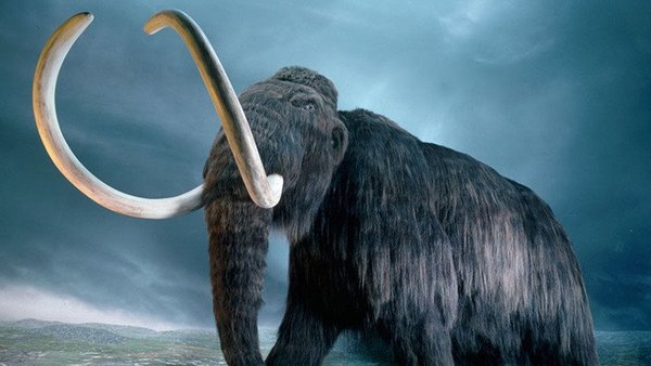 ¿Será posible? Una empresa de genética busca resucitar a los mamuts para «sanar» la Tierra