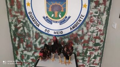Tres gallos quedan "presos" tras torneo de riña ilegal
