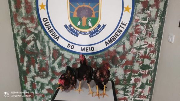 Tres gallos quedan "presos" tras torneo de riña ilegal