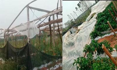 Productores frutihortícolas afectados por tormenta – Prensa 5