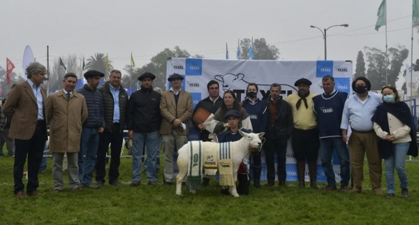 Expo Prado: Texel mostró en pista “gran aporte a la calidad de carne”