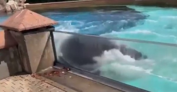 El impactante registro de una orca que se golpea contra el cristal de su estanque al perder a sus crías - SNT
