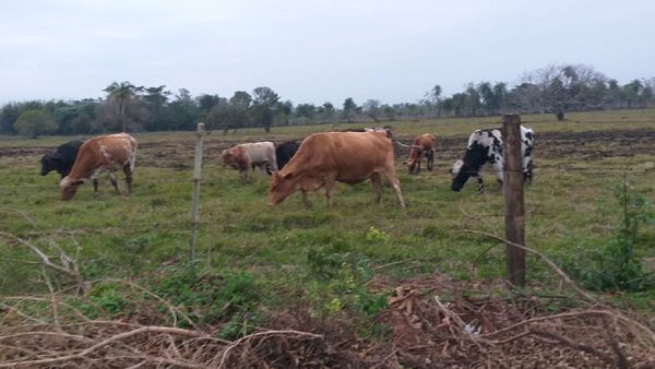 Policía resulta herido en operativo contra abigeato en Caaguazú
