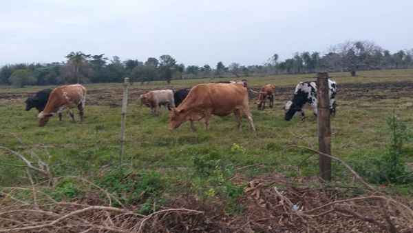 Policía resulta herido en operativo contra abigeato en Caaguazú 