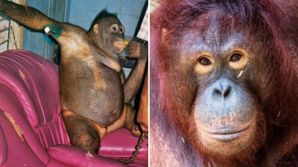 Diario HOY | La horrible historia de la orangután abusada por cientos de hombres en un burdel