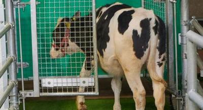 ¡Insólito! Por esta razón enseñan a las vacas a ir al baño