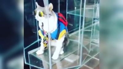 Gato mochilero fue disecado y colocado en una vitrina