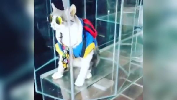 Gato mochilero fue disecado y colocado en una vitrina