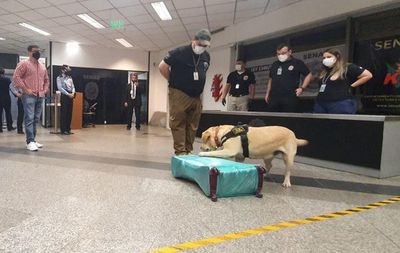 “Akira” detectó cocaína en maleta que tenía como destino España - Nacionales - ABC Color
