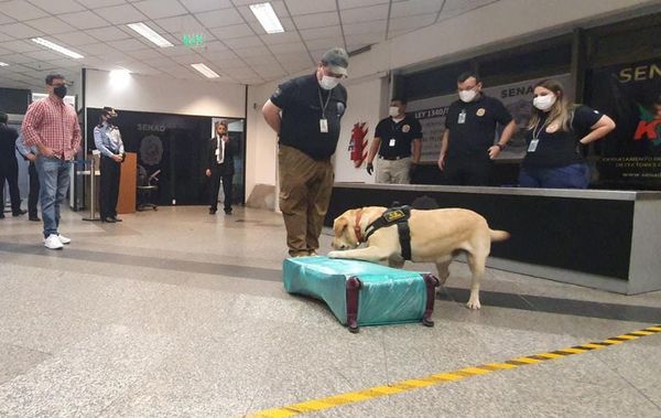 “Akira” detectó cocaína en maleta que tenía como destino España - Nacionales - ABC Color