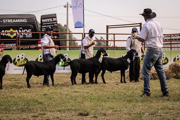 A pocas horas de la fiesta… recordamos la Expo Nacional de Ovinos y sus Grandes Campeones