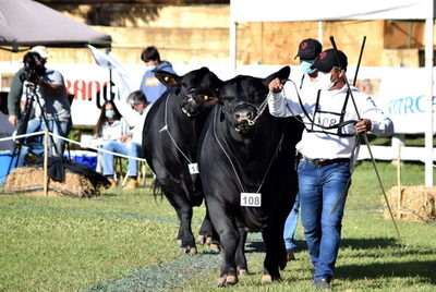 Todo lo que hay que saber de los juzgamientos de la Expo Ganadera