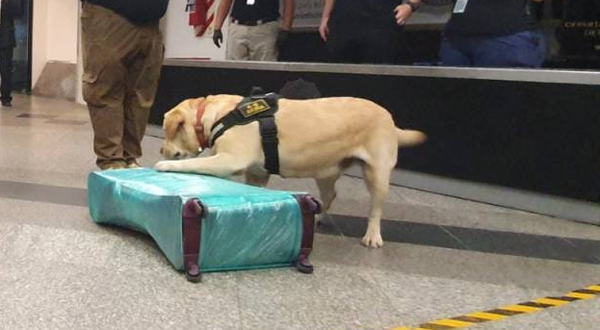 Can antidrogas detecta cocaína en la maleta de una mujer que pretendía viajar a España - Noticiero Paraguay