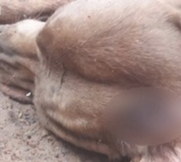 A martillazos matan a un perro en Capiatá - Paraguay.com