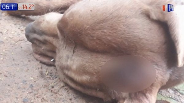 Matan a martillazos a un perro en Capiatá | Noticias Paraguay