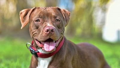 Denuncian supuesto asesinato de un Pitbull por parte de una mujer en Capiatá