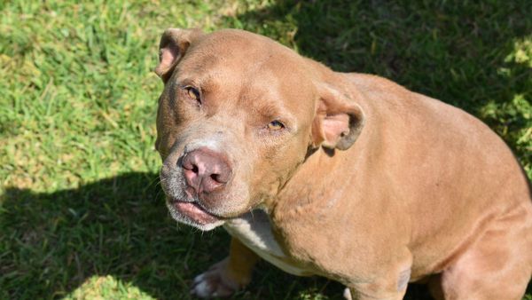 Con cuchillo y martillo matan a un pitbull que habría atacado a mascota