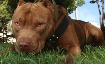 Diario HOY | Matan con martillo y puñal a pitbull tras atacar a una mascota