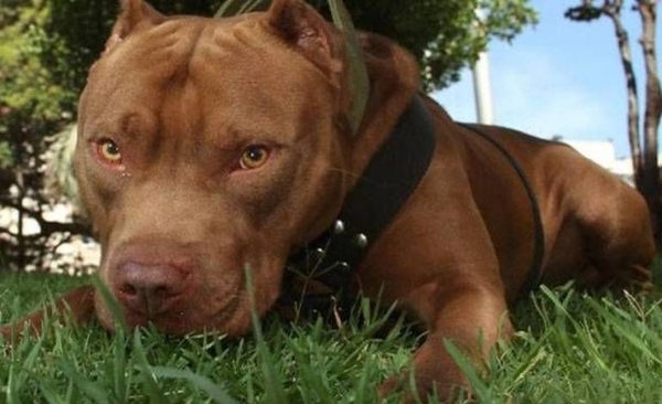 Diario HOY | Matan con martillo y puñal a pitbull tras atacar a una mascota