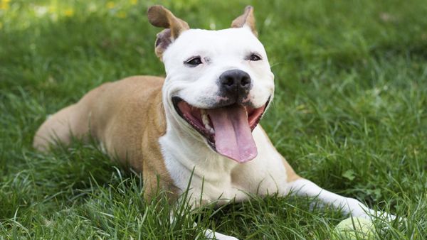 ¿Justicia? Mujer mató al pitbull que atacó a su mascota en Capiatá