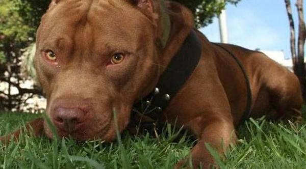 Matan con martillo y puñal a pitbull tras atacar a una mascota – Prensa 5