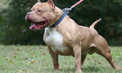 Matan a un pitbull con cuchillo y martillo en Capiatá - OviedoPress