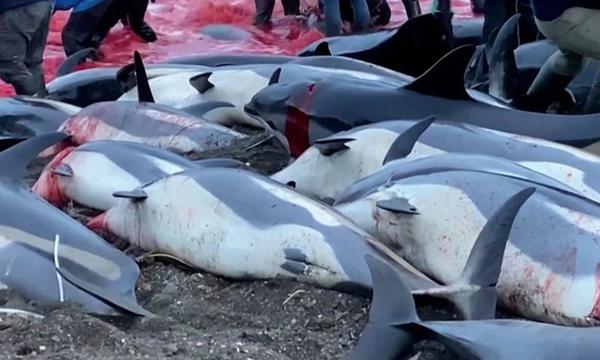 La matanza de 1.400 delfines en Europa para celebrar una jornada de “caza tradicional” generó repudio en todo el mundo – Prensa 5