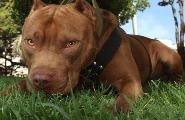 Matan con martillo y puñal a pitbull tras atacar a una mascota