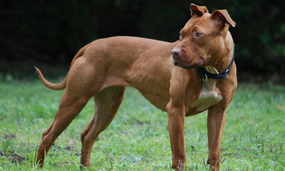 Mujer mata a un pitbull en Capiatá para defender a su mascota