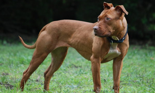 Mujer mata a un pitbull en Capiatá para defender a su mascota