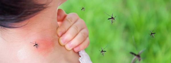 Diario HOY | Reporte de dengue detalla ligero aumento de notificaciones