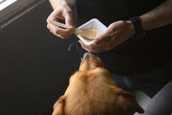 Una start-up busca alimentar a perros y gatos sin matar vacas ni pollos