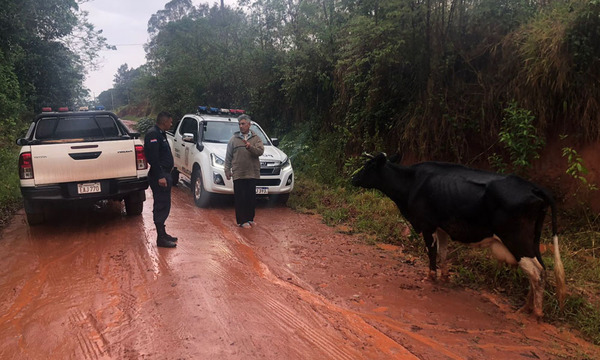Recuperan vaca lechera hurtada de humilde mujer en R.I. 3 Corrales - OviedoPress
