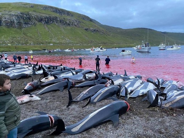 ¡Indignante! Matan a más de 1.400 delfines en las islas Feroe