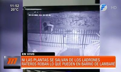 ¡El colmo! Ni las plantas se salvan de los ladrones | Telefuturo