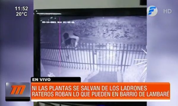¡El colmo! Ni las plantas se salvan de los ladrones | Telefuturo